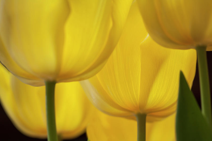Yellow Tulip Photograph by George Robinson