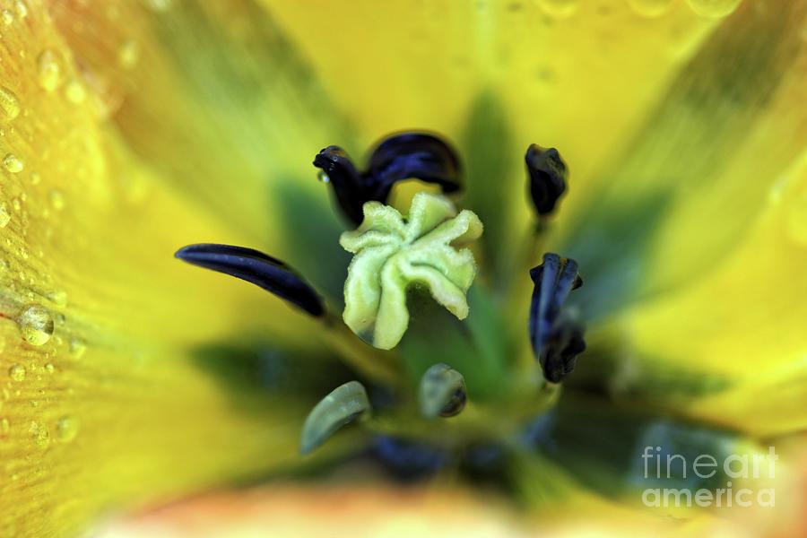 Yellow tulip head detail. Photograph by David Birchall