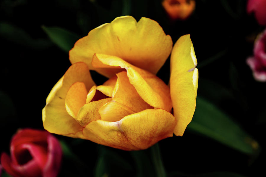 Yellow Tulip in 2014 Photograph by Joe Kopp