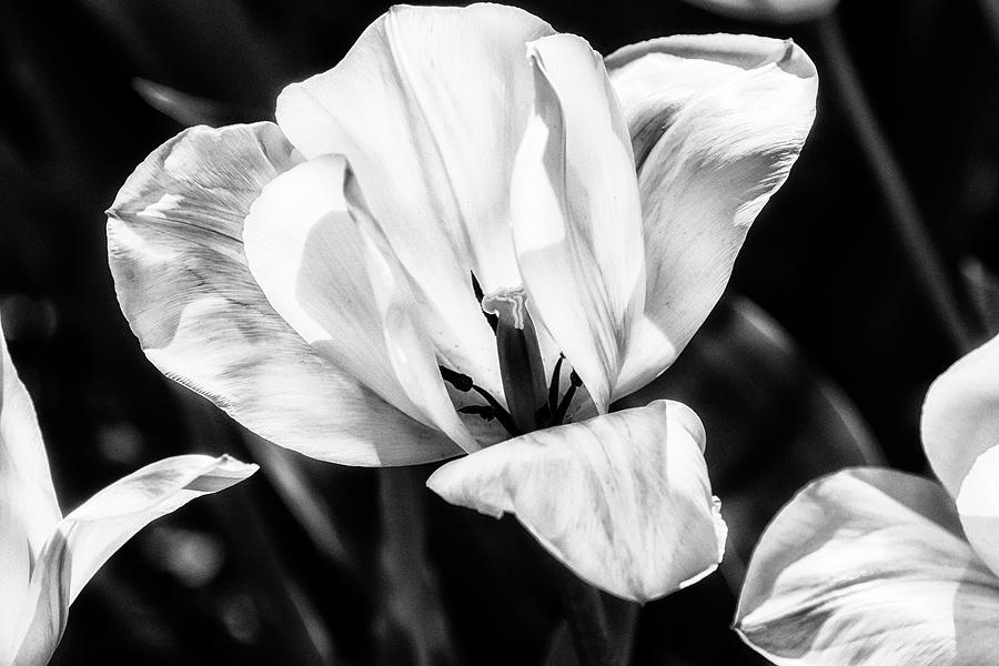 Yellow Tulip in Black and White Photograph by Belinda Greb