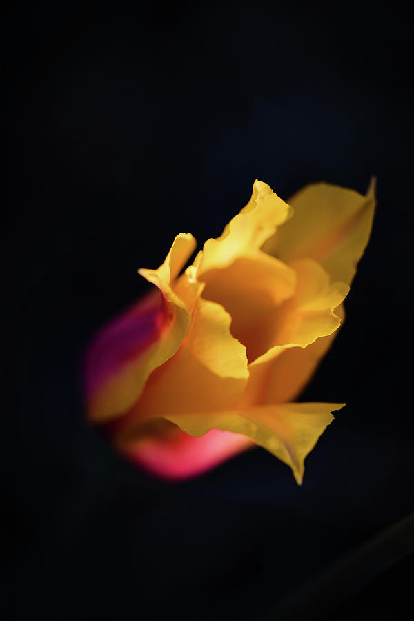 Yellow tulip in the spotlight Photograph by Nicole Engstrom