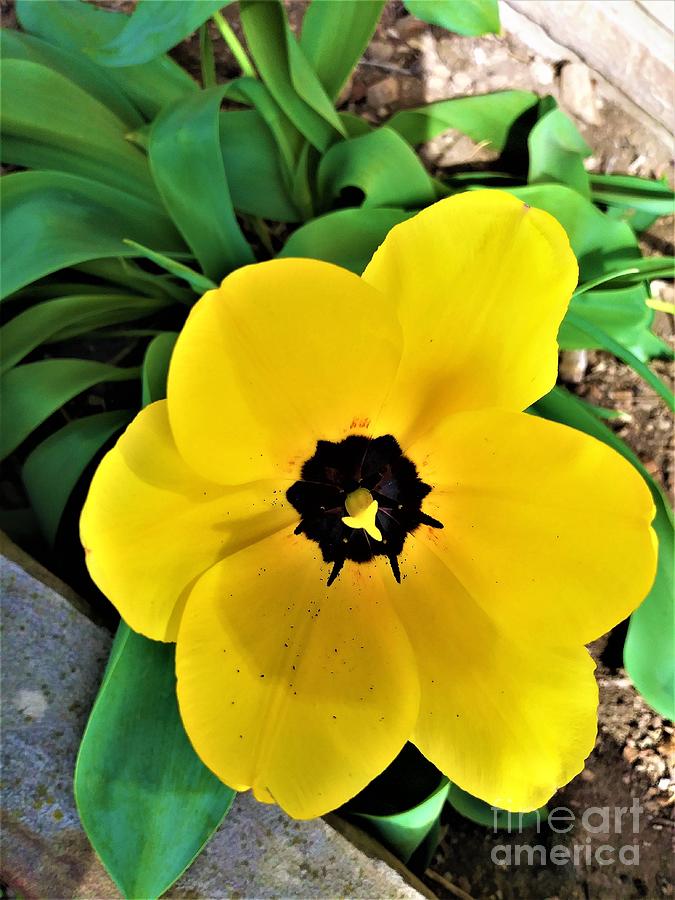 Yellow Tulip Photograph