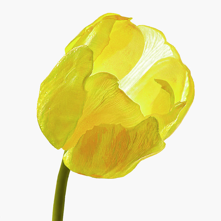 Yellow tulip Photograph by Loredana Gallo Migliorini