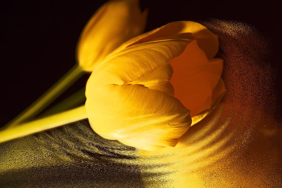 Yellow Tulip Mood Photograph