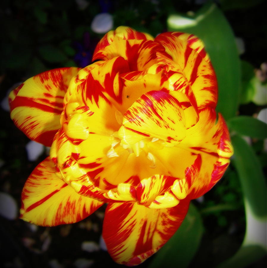Yellow Tulip Photograph by Nadia Birru