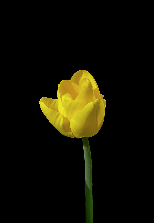 Yellow Tulip on Black Photograph by Cate Franklyn