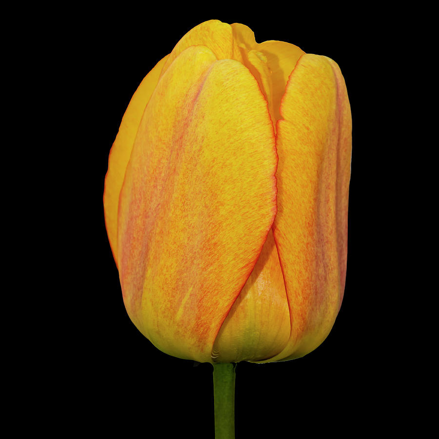 Yellow Tulip On Black Photograph by Cathy Kovarik