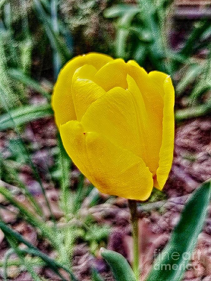 Yellow Tulip Digital Art by Rachel Hannah