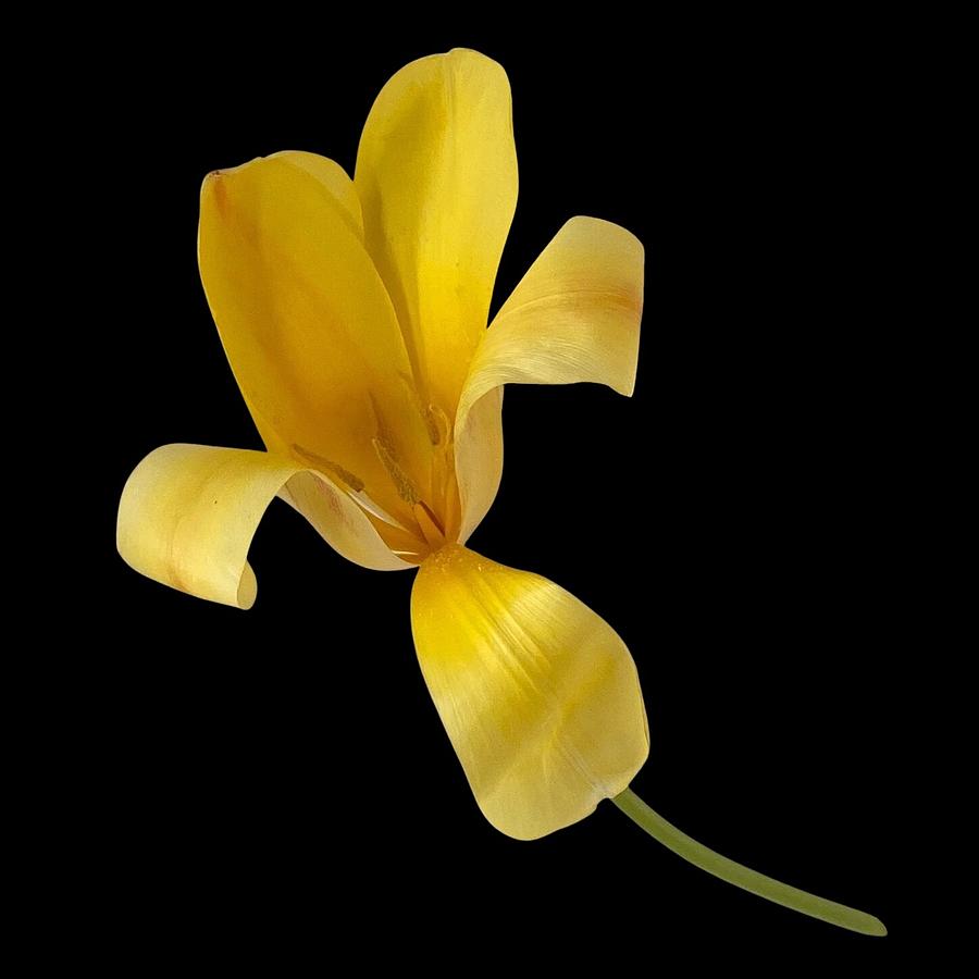 Yellow Tulip Still Photograph by Jerry Abbott