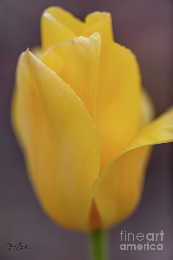 Yellow Tulip Photograph by Tami Boelter