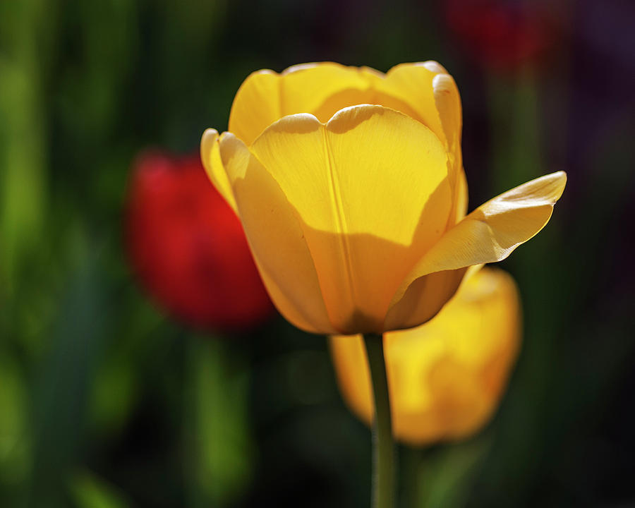 Yellow Tulip Photograph by Vishwanath Bhat