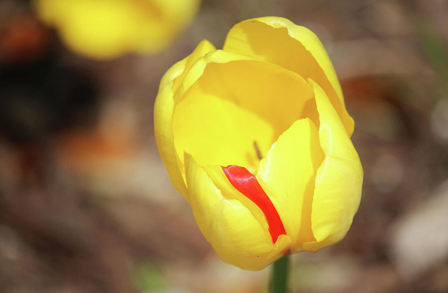 Yellow Tulip With Red Stripe Photograph by Cynthia Guinn