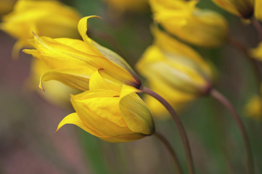 Yellow Tulipa Sylvestris CloseUp Photograph by Jenny Rainbow