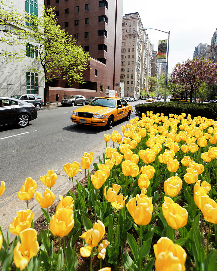 Yellow Tulips and Taxi Manhattan Photograph by DW labs Incorporated ...