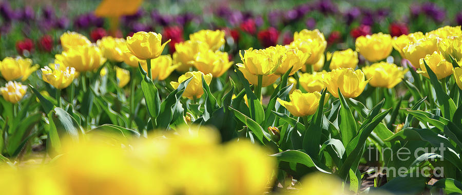 Yellow Tulips Photograph by Andrea Anderegg