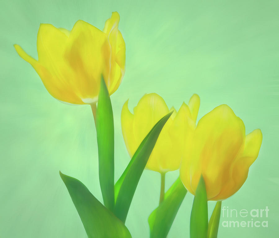 Yellow Tulips Photograph