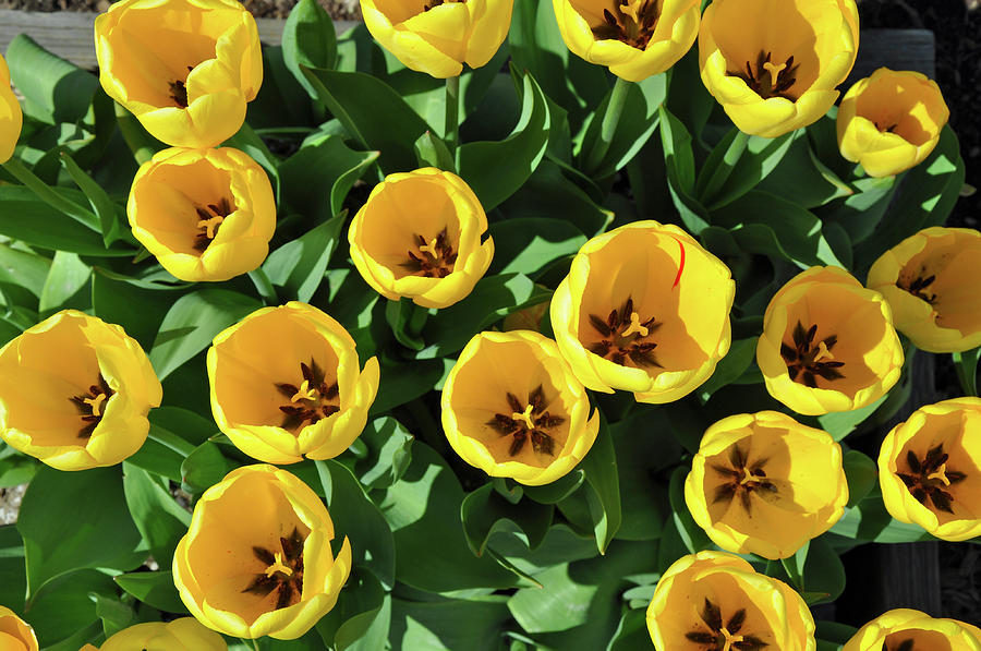 Tulip Photograph - Yellow tulips beauty by Perl Photography