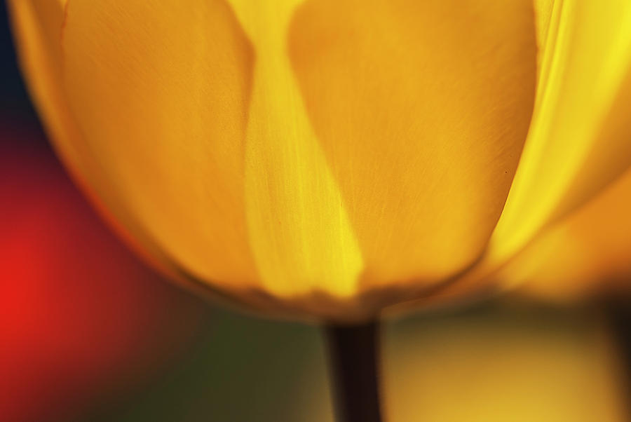 Yellow tulips closeup Photograph by Vishwanath Bhat