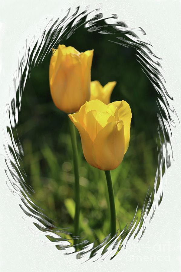 Spring Photograph - Yellow Tulips Digital Art by Sandra Huston