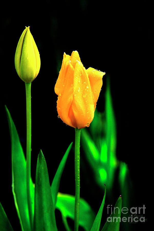 Yellow Tulips, Flowers, Nature, Beauty, Outdoors, Floral, Photograph by David Millenheft