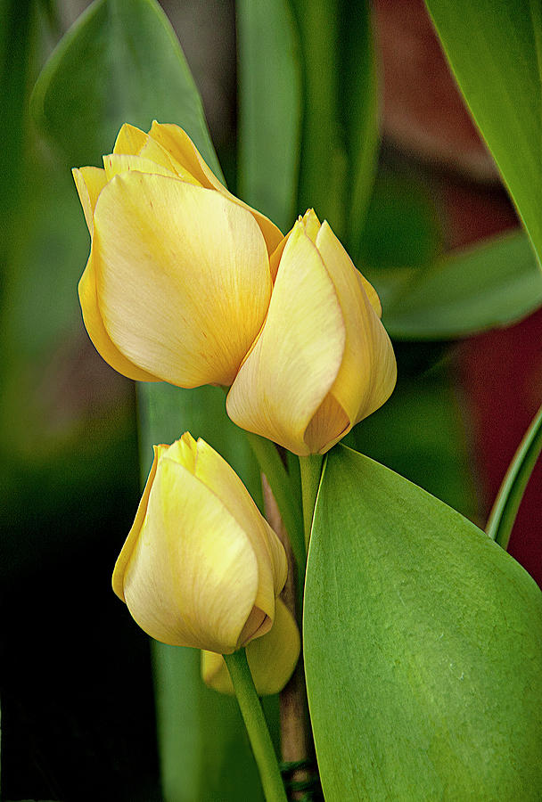 Yellow Tulips Photograph by Gordon Ripley