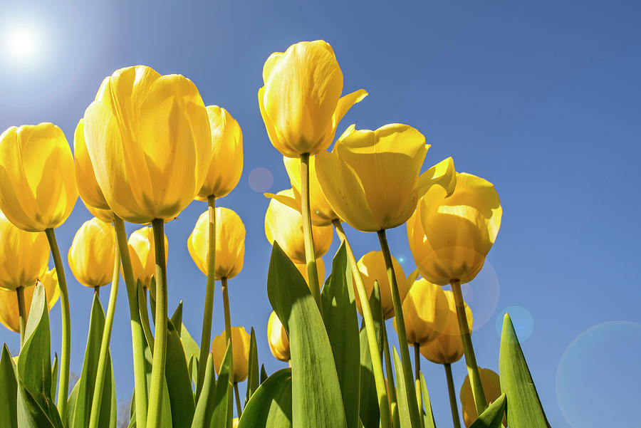 Yellow Tulips in Spring Photograph by Arterra Picture Library