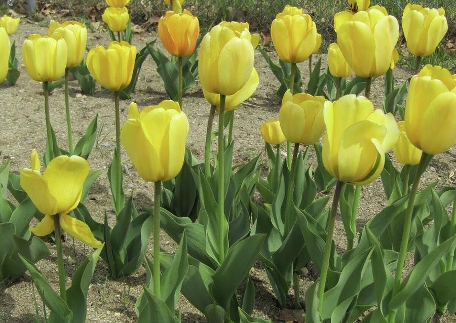 Yellow Tulips Photograph by Jam Art Yellow Tulips Photograph by Jam Art