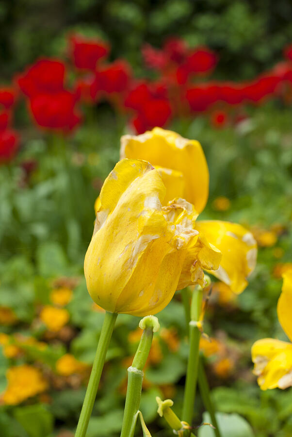 Yellow Tulips Photograph by Maranello34