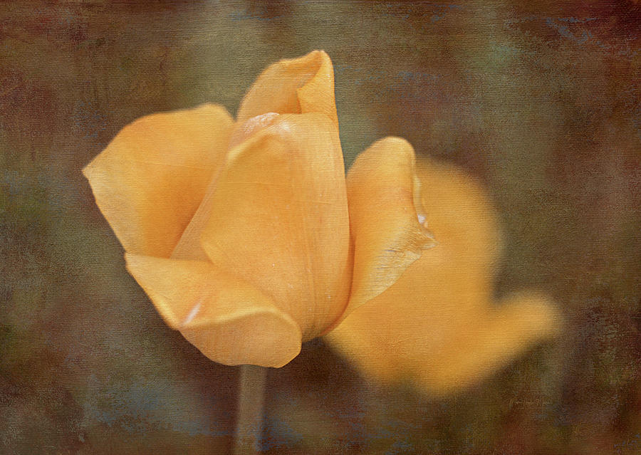 Yellow Tulips Photograph by Maria Angelica Maira
