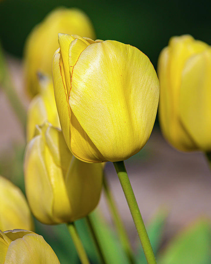 Yellow Tulips Photograph by Mark Mille