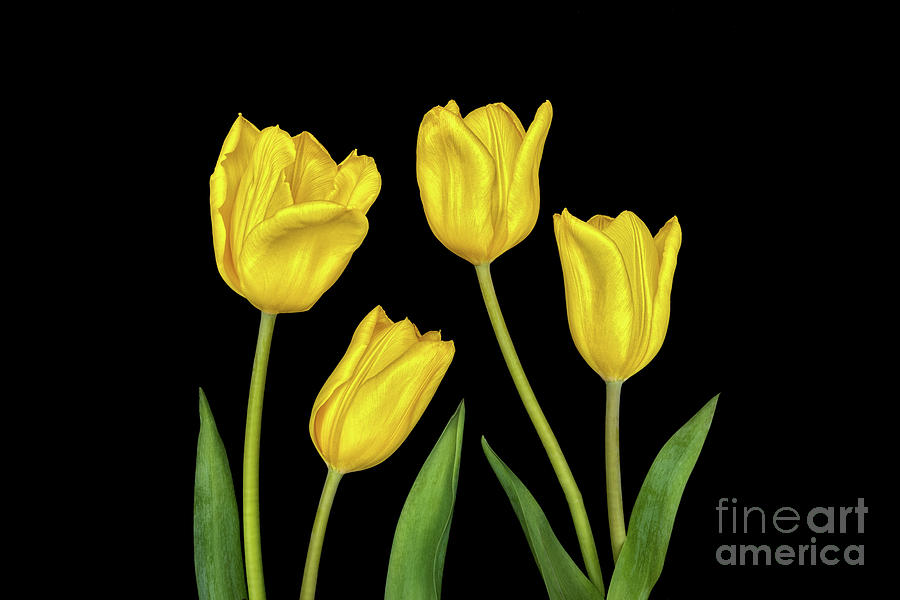 Yellow Tulips Photograph by Mimi Ditchie