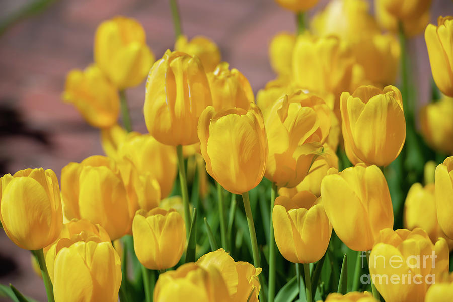 Yellow Tulips, No. 1 Photograph by Glenn Franco Simmons