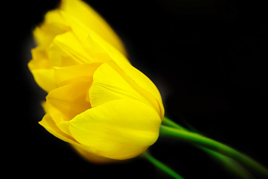 Yellow Tulips on Black Photograph by Teresa Wilson