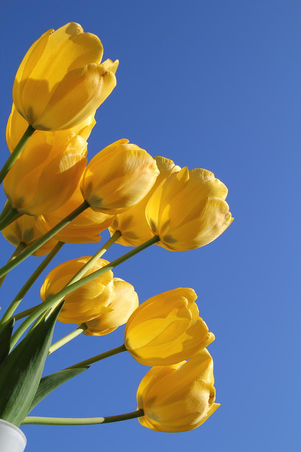 Yellow tulips on blue sky Photograph by Pejft