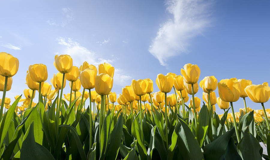 Yellow Tulips Photograph by Pidjoe