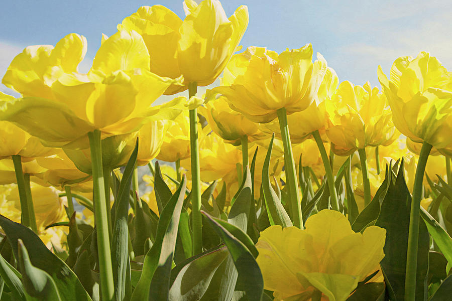 Yellow Tulips Photograph by Steve Ladner