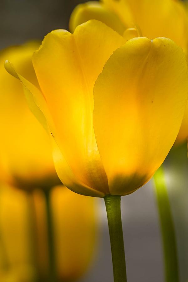 Yellow Tulips Photograph by Susan Rydberg