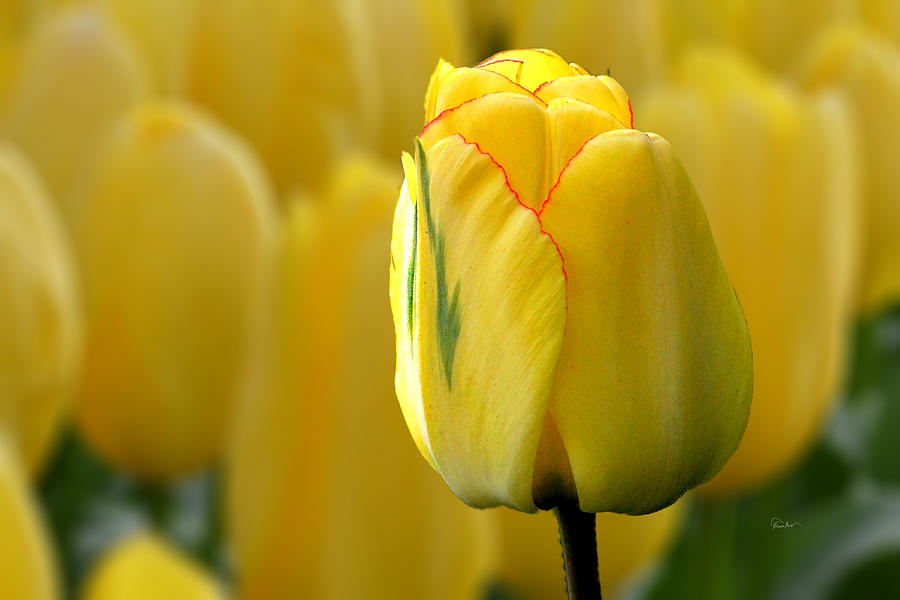 Yellow Tulips Symbolize Happiness Photograph by Russ Harris