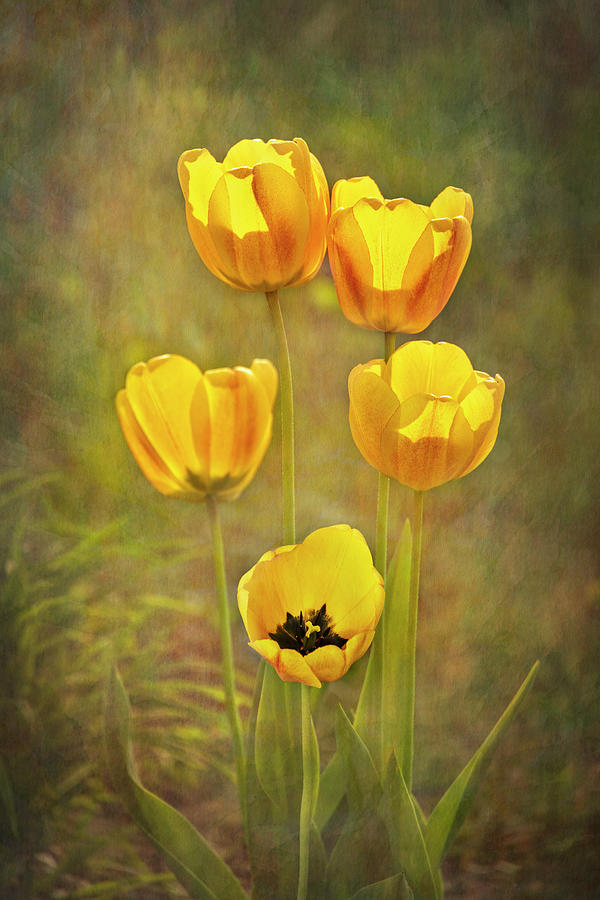 Yellow Tulips with Vintage Texture - Vertical Photograph by Patti Deters
