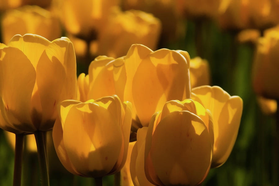 Yellow tulips  Photograph by Yulia Kazansky