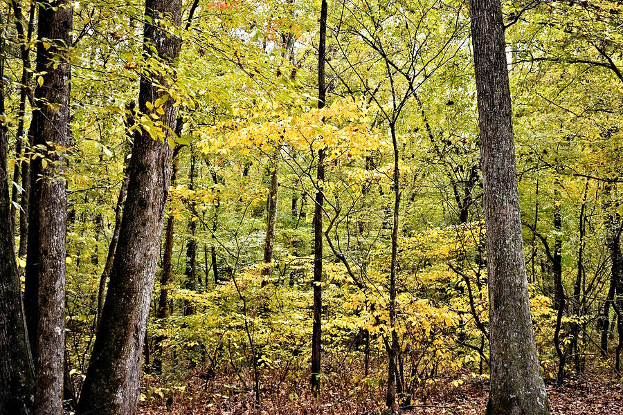 Yellow Understory Photograph by Kathy K McClellan