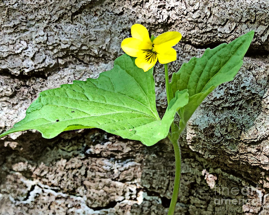 Yellow Violet Photograph by Kathy M Krause