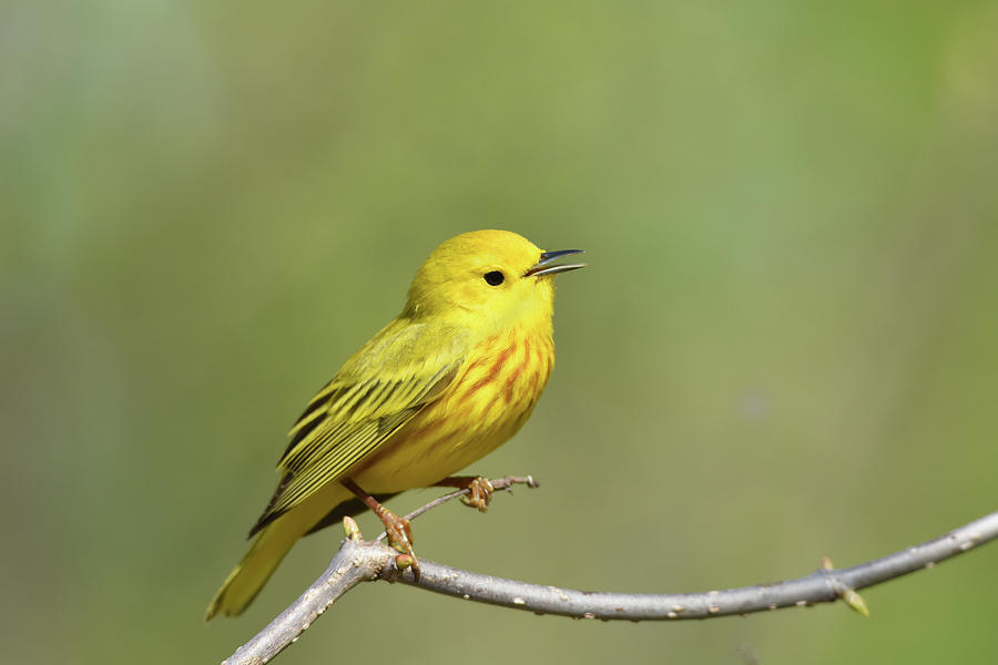 Yellow Warbler 2 Photograph by Ann Bridges