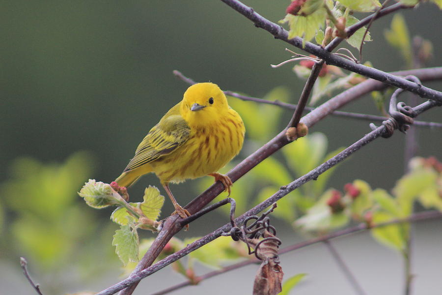 Yellow Warbler Photograph - Yellow Warbler by Callen Harty Yellow Warbler Photograph - Yellow Warbler by Callen Harty