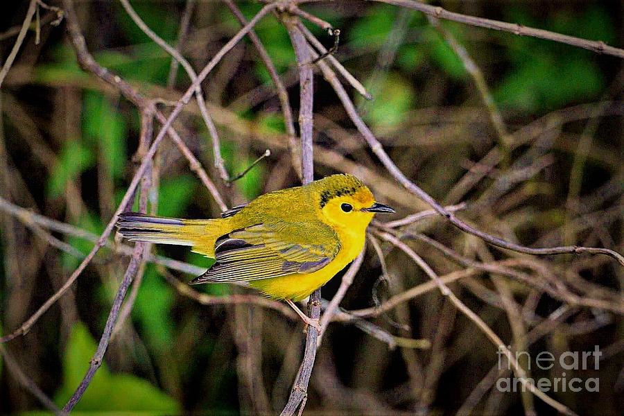 Yellow Warbler Photograph by Charlene Adler