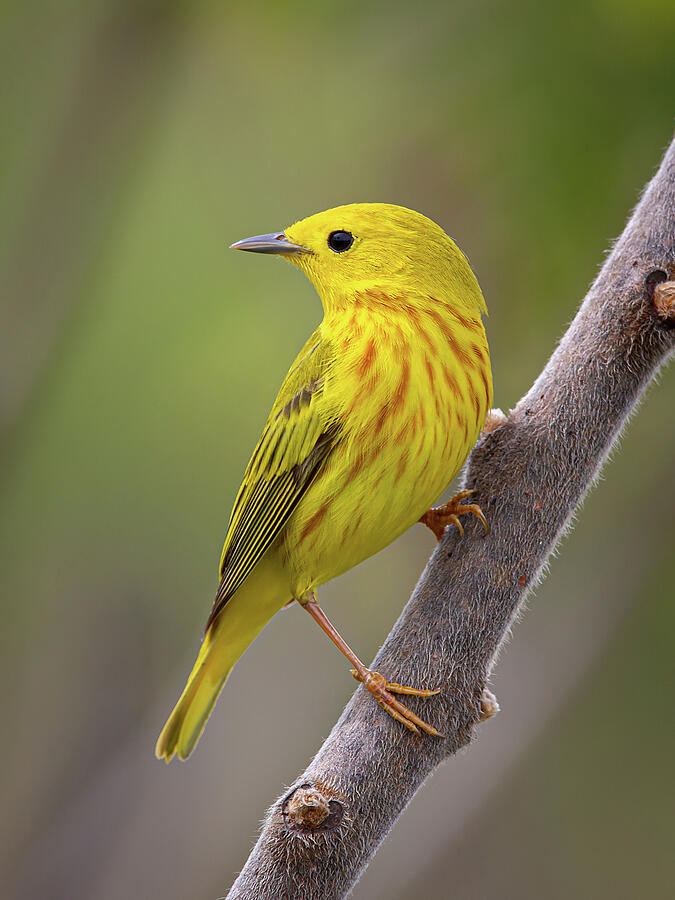 Yellow Warbler Photograph by Dale Kincaid