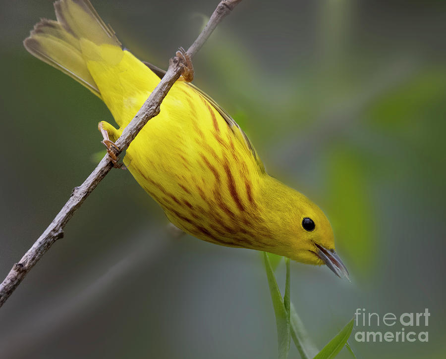 Yellow Warbler Photograph