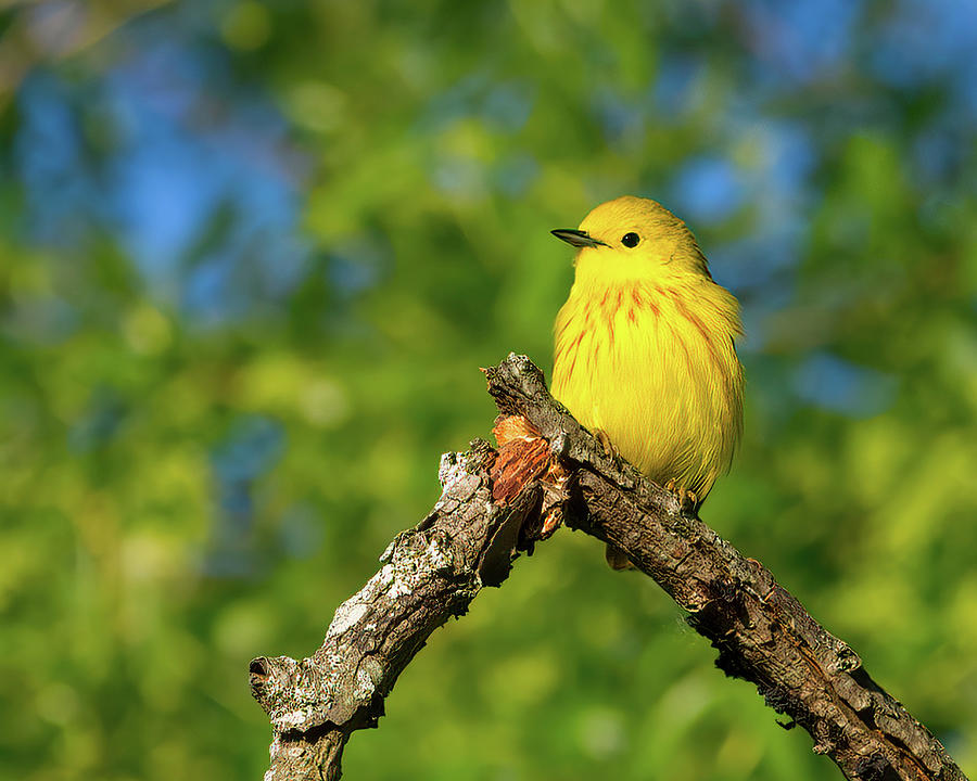 Yellow Warbler Photograph by Flinn Hackett