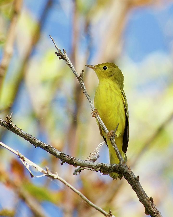 Yellow Warbler Photograph by Hermes Fine Art