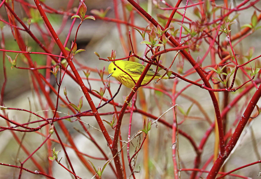 Yellow Warbler In Red Dogwood Photograph by Debbie Oppermann